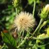 Fotografia 9 da espécie Hieracium umbellatum do Jardim Botânico UTAD