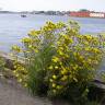 Fotografia 10 da espécie Hieracium umbellatum do Jardim Botânico UTAD