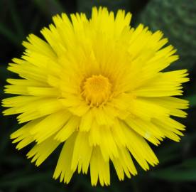 Fotografia da espécie Hieracium lachenalii