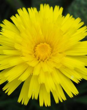 Fotografia 1 da espécie Hieracium lachenalii no Jardim Botânico UTAD