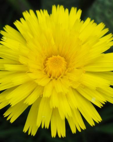 Fotografia de capa Hieracium lachenalii - do Jardim Botânico