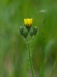 Fotografia da espécie Hieracium lachenalii