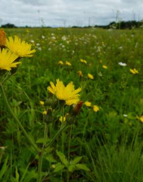 Fotografia 3 da espécie Hieracium lachenalii no Jardim Botânico UTAD