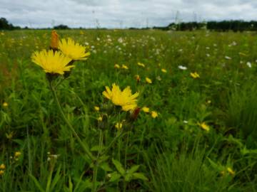 Fotografia da espécie Hieracium lachenalii