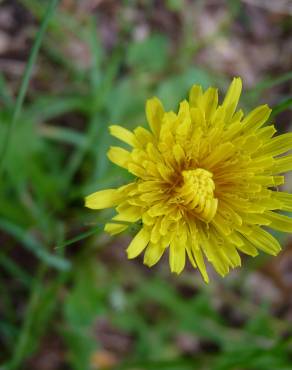 Fotografia 5 da espécie Hieracium lachenalii no Jardim Botânico UTAD