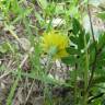 Fotografia 6 da espécie Hieracium lachenalii do Jardim Botânico UTAD