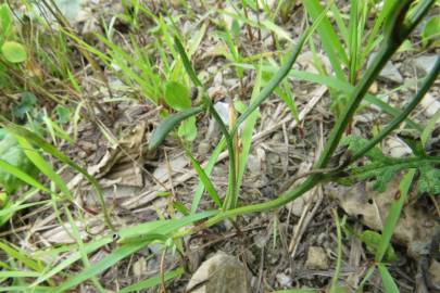 Fotografia da espécie Hieracium lachenalii