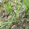 Fotografia 7 da espécie Hieracium lachenalii do Jardim Botânico UTAD