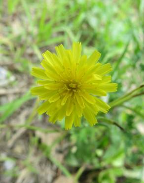 Fotografia 8 da espécie Hieracium lachenalii no Jardim Botânico UTAD