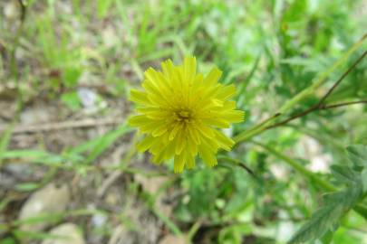 Fotografia da espécie Hieracium lachenalii