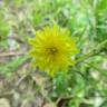 Fotografia 8 da espécie Hieracium lachenalii do Jardim Botânico UTAD