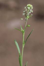 Fotografia da espécie Lepidium virginicum