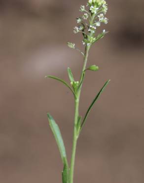 Fotografia 1 da espécie Lepidium virginicum no Jardim Botânico UTAD