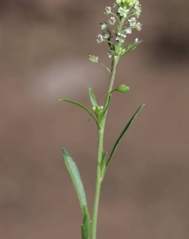 Fotografia de capa Lepidium virginicum - do Jardim Botânico