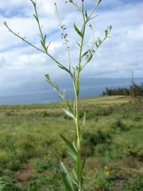 Fotografia da espécie Lepidium virginicum