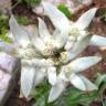 Fotografia 4 da espécie Leontopodium alpinum do Jardim Botânico UTAD