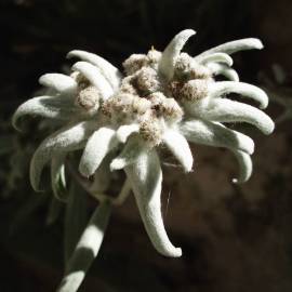 Fotografia da espécie Leontopodium alpinum