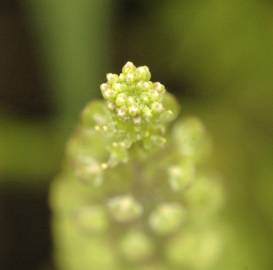 Fotografia da espécie Lepidium virginicum