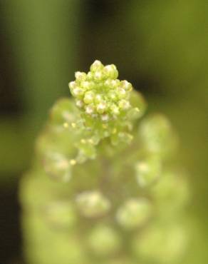 Fotografia 4 da espécie Lepidium virginicum no Jardim Botânico UTAD