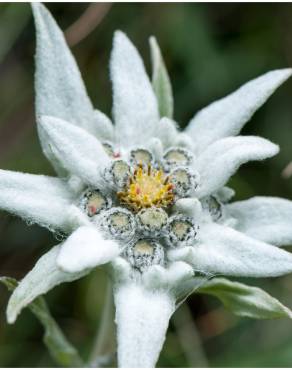 Fotografia 13 da espécie Leontopodium alpinum no Jardim Botânico UTAD