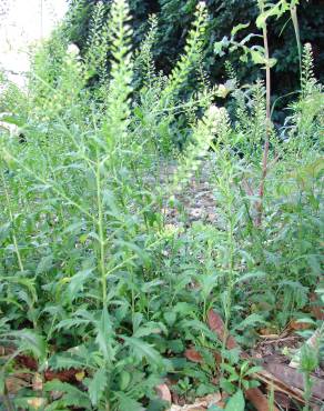 Fotografia 5 da espécie Lepidium virginicum no Jardim Botânico UTAD