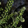 Fotografia 6 da espécie Lepidium virginicum do Jardim Botânico UTAD