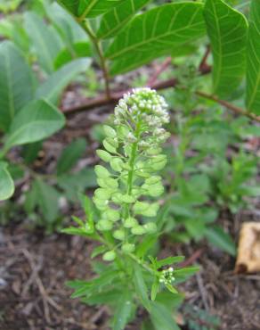 Fotografia 7 da espécie Lepidium virginicum no Jardim Botânico UTAD