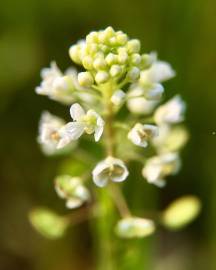 Fotografia da espécie Lepidium virginicum