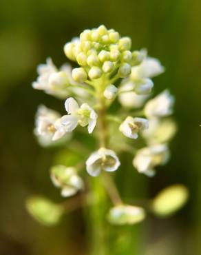 Fotografia 8 da espécie Lepidium virginicum no Jardim Botânico UTAD