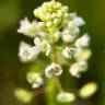 Fotografia 8 da espécie Lepidium virginicum do Jardim Botânico UTAD