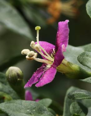 Fotografia 5 da espécie Lycium chinense no Jardim Botânico UTAD