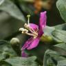 Fotografia 5 da espécie Lycium chinense do Jardim Botânico UTAD