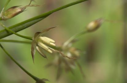 Fotografia da espécie Luzula forsteri