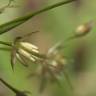 Fotografia 4 da espécie Luzula forsteri do Jardim Botânico UTAD