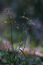 Fotografia da espécie Luzula forsteri