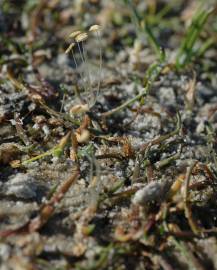 Fotografia da espécie Littorella uniflora