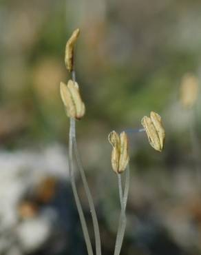 Fotografia 4 da espécie Littorella uniflora no Jardim Botânico UTAD