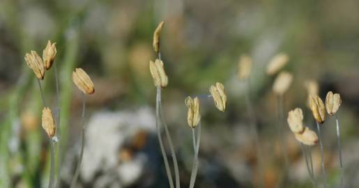 Fotografia da espécie Littorella uniflora