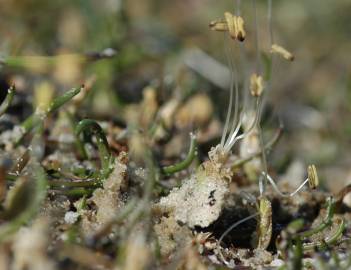 Fotografia da espécie Littorella uniflora