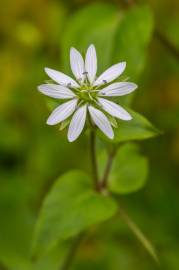 Fotografia da espécie Myosoton aquaticum