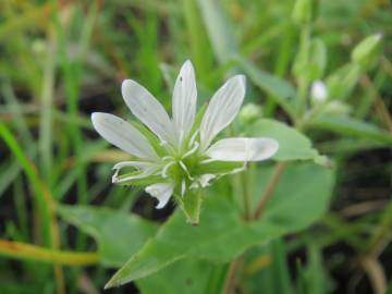 Fotografia da espécie Myosoton aquaticum