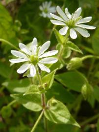 Fotografia da espécie Myosoton aquaticum