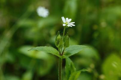 Fotografia da espécie Myosoton aquaticum