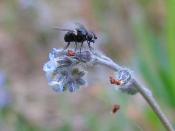 Fotografia da espécie Myosotis stricta