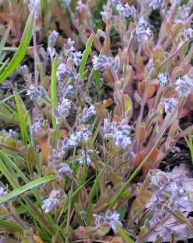 Fotografia de capa Myosotis stricta - do Jardim Botânico