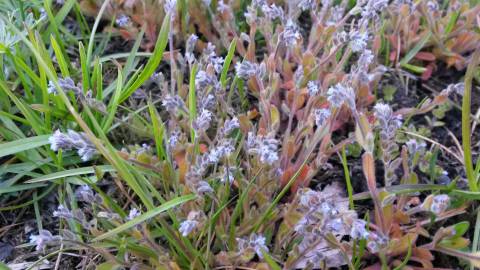 Fotografia da espécie Myosotis stricta