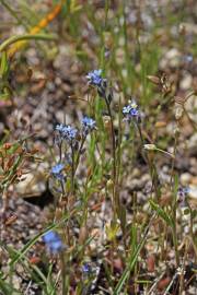 Fotografia da espécie Myosotis stricta