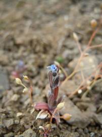 Fotografia da espécie Myosotis stricta