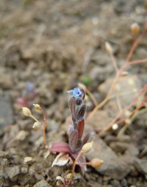 Fotografia 5 da espécie Myosotis stricta no Jardim Botânico UTAD