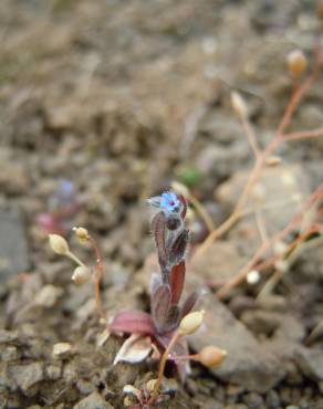 Fotografia 5 da espécie Myosotis stricta no Jardim Botânico UTAD